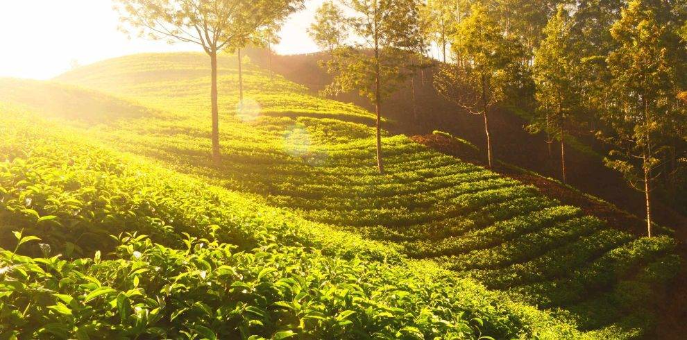 Sylhet Sreemangal Paradise Tours