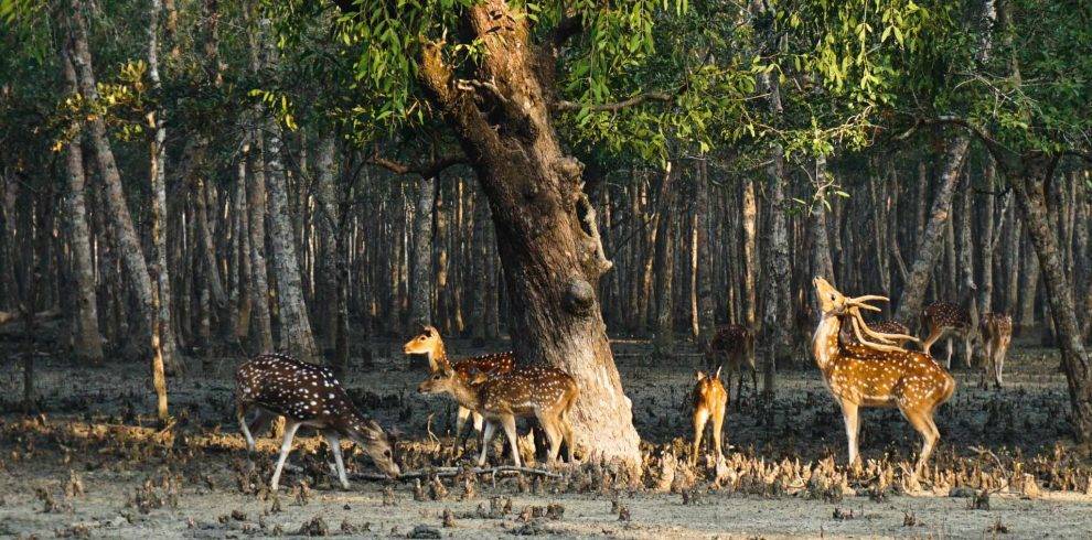 Sundarban Tour guide